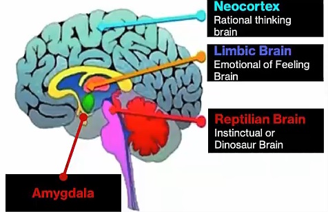 4partsbrain1.jpg